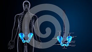 Human Skeleton Hip or Pelvic bone Anatomy