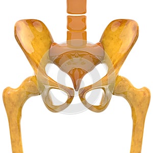 Human Skeleton Hip and Pelvis