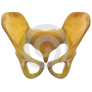 Human Skeleton Hip and Pelvis