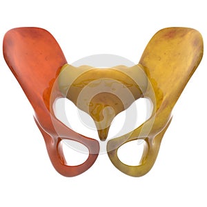 Human Skeleton Hip and Pelvis