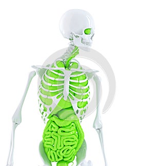 Human skeleton with internal organs. Isolated. Contains clipping path