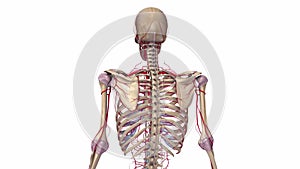 Human skeleton with Ligaments and arteries