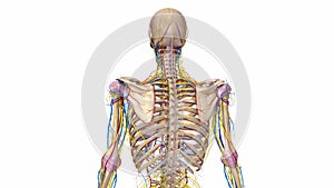 Human skeleton with Ligaments, blood vessels and nerves