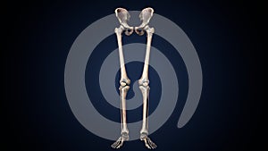 Human Skeleton Lower Limbs Anatomy 3D Illustration