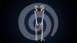 Human Skeleton Lower Limbs Anatomy 3D Illustration