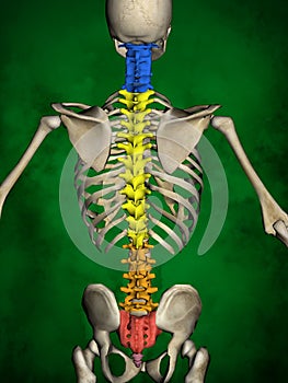 Human skeleton M-SK-POSE Bb-56-14, Vertebral column, 3D Model