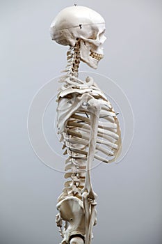 Human skeleton