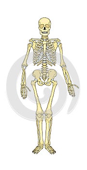 Human skeleton. Musculoskeletal system. Bones. Vector.
