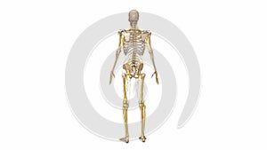 Human skeleton with nerves