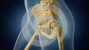 Human skeleton pelvic area visualization. Left side.
