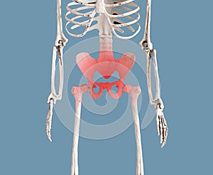 Human skeleton pelvis with red spot. Pelvic pain in reproductive, urinary or digestive systems or from muscles and