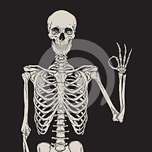 Human skeleton posing over black background vector illustration. Hand drawn gothic style placard, poster or print design