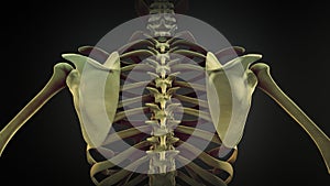 Human skeleton Scapula Bone Anatomy