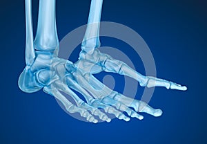 Human skeleton: skeletal foot.