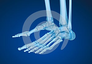 Human skeleton: skeletal foot.