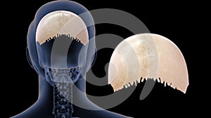 Human Skeleton Skull Bone - parietal Bone