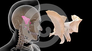 Human Skeleton Skull Bone - Sphenoid Bone