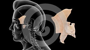 Human Skeleton Skull Bone - Sphenoid Bone