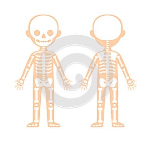 Human Skeleton of a Small Child. Front and Back view..Cartoon Icon. Template and Scheme for Anatomy and Biology lesson. Flat Color