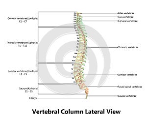 Human Skeleton Spinal cord Anatomy with Detailed Labels