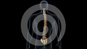 human skeleton spine anatomy. 3d illustration