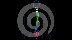 human skeleton spine bone anatomy. 3d illustration