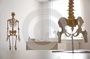 Human skeleton and spine models in office