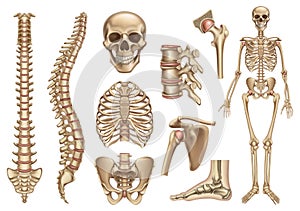 Human skeleton structure. Skull, spine, rib cage, pelvis, joints. Anatomy and medicine, 3d vector icon set