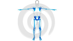 Human Skeleton System Appendicular Skeleton Bone Joints Anatomy