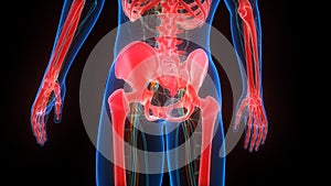 Human Skeleton System Bone Joints Anatomy