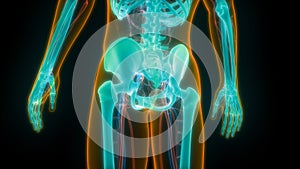 Human Skeleton System Bone Joints Anatomy