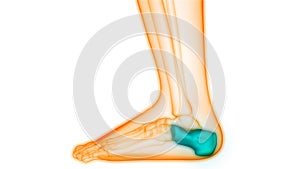 Human Skeleton System Calcaneus Bone Joints Anatomy