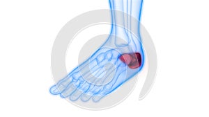 Human Skeleton System Calcaneus Bone Joints Anatomy photo