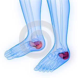 Human Skeleton System Calcaneus Bones Joint Anatomy