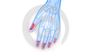 Human Skeleton System Distal Phalanges Joints Anatomy