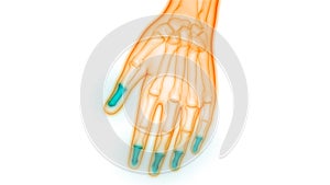 Human Skeleton System Distal Phalanges Joints Anatomy photo