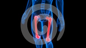 Human Skeleton System Femur Bone Joints Anatomy