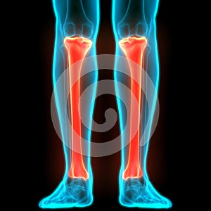 Human Skeleton System Fibula Bone Joints Anatomy