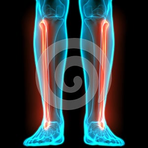 Human Skeleton System Fibula Bone Joints Anatomy