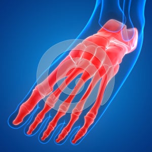 Human Skeleton System Foot Bone Joints Anatomy