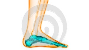 Human Skeleton System Foot Bone Joints Anatomy