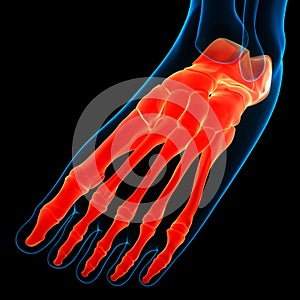 Human Skeleton System Foot Bone Joints Anatomy