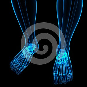 Human Skeleton System Foot Bone Joints Anatomy