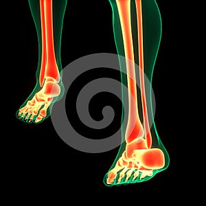 Human Skeleton System Foot Bone Joints Anatomy