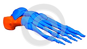 Human Skeleton System Foot Bone Joints Calcaneus Bone Anatomy