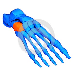 Human Skeleton System Foot Bone Joints Cuboid Bone Anatomy