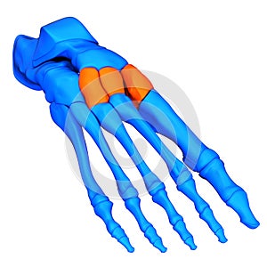 Human Skeleton System Foot Bone Joints Cuneiform Bones Anatomy
