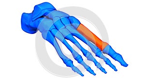 Human Skeleton System Foot Bone Joints Metatarsal Bones Anatomy