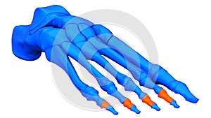 Human Skeleton System Foot Bone Joints Middle Phalanges Anatomy