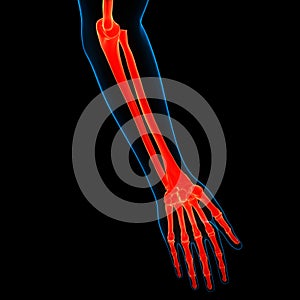 Human Skeleton System Hand Bone Joints Anatomy